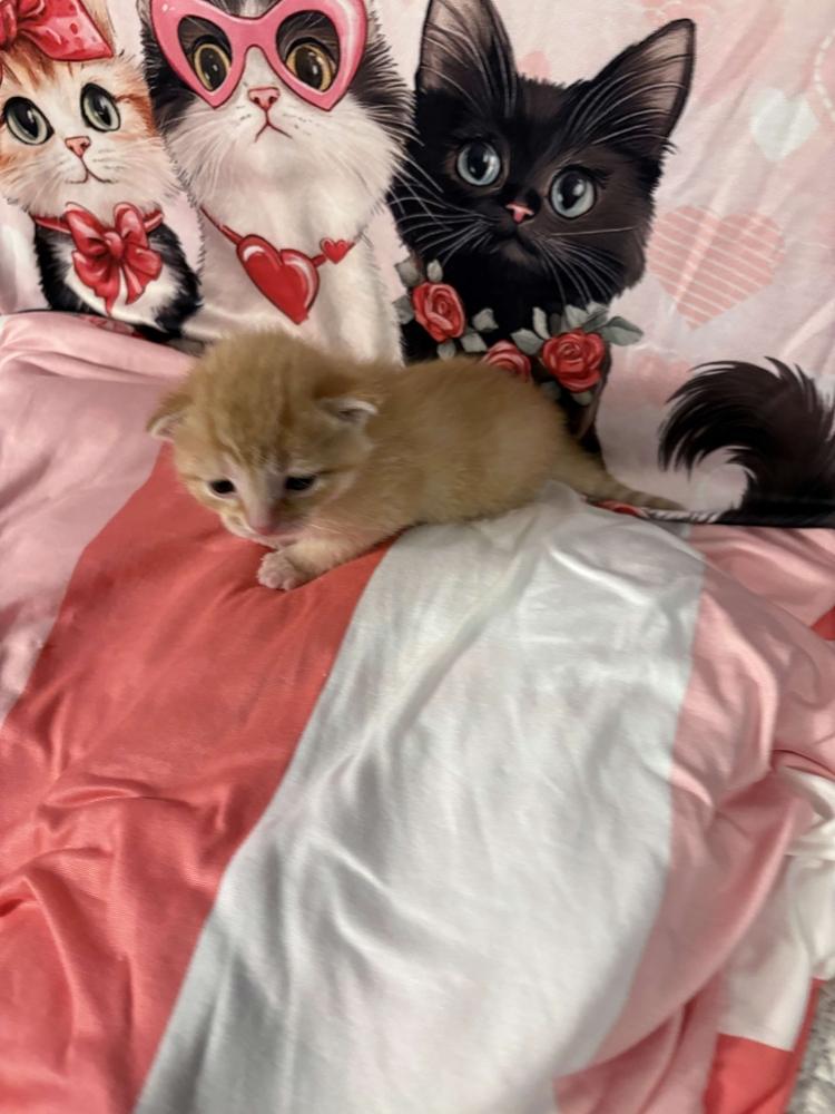 Enlarge Fabian, a Adoptable mixed breed in Grand Rapids, MI image 2/6