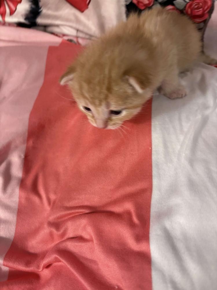 Enlarge Fabian, a Adoptable mixed breed in Grand Rapids, MI image 3/6