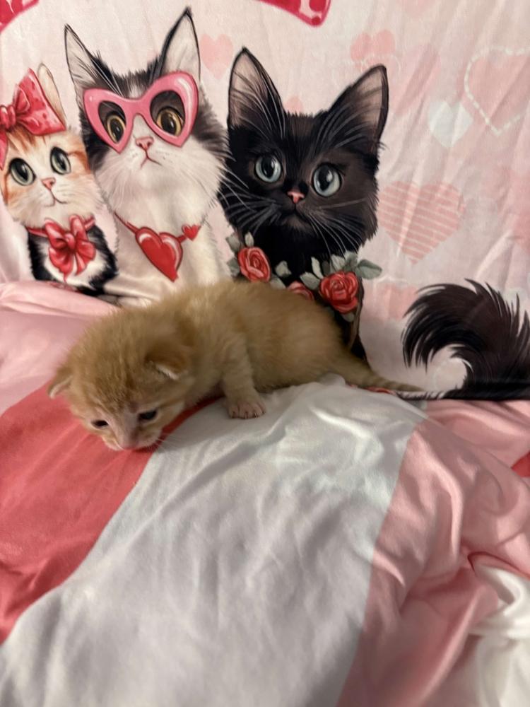 Enlarge Fabian, a Adoptable mixed breed in Grand Rapids, MI image 4/6