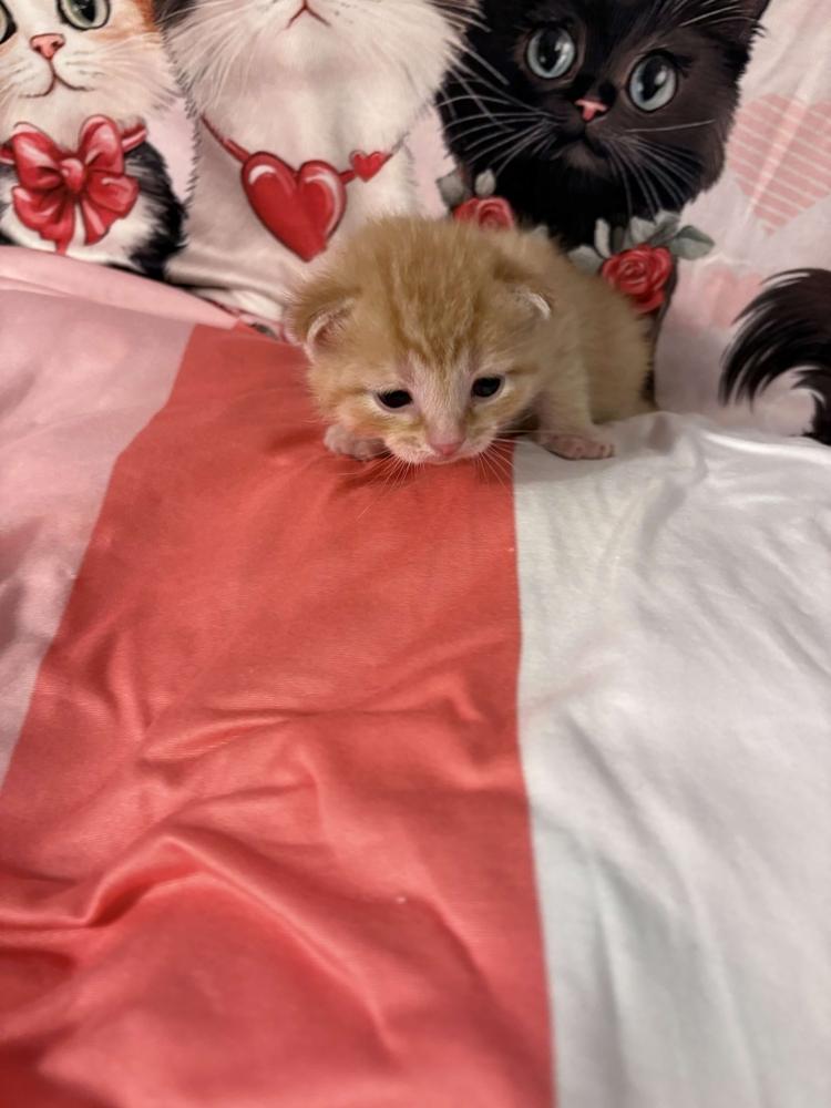 Enlarge Fabian, a Adoptable mixed breed in Grand Rapids, MI image 5/6