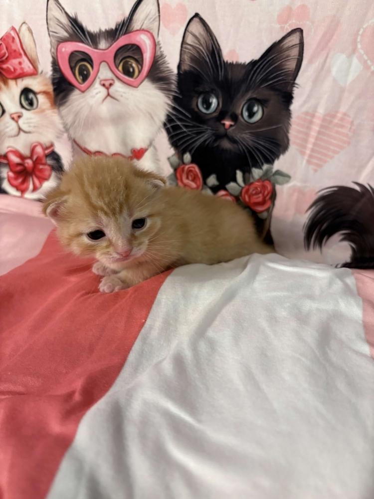 Enlarge Fabian, a Adoptable mixed breed in Grand Rapids, MI image 6/6