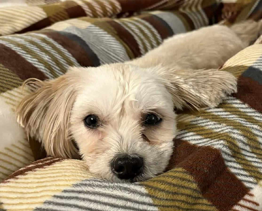Enlarge Twinki, a ADOPTABLE mixed breed in Calgary, AB image 3/6