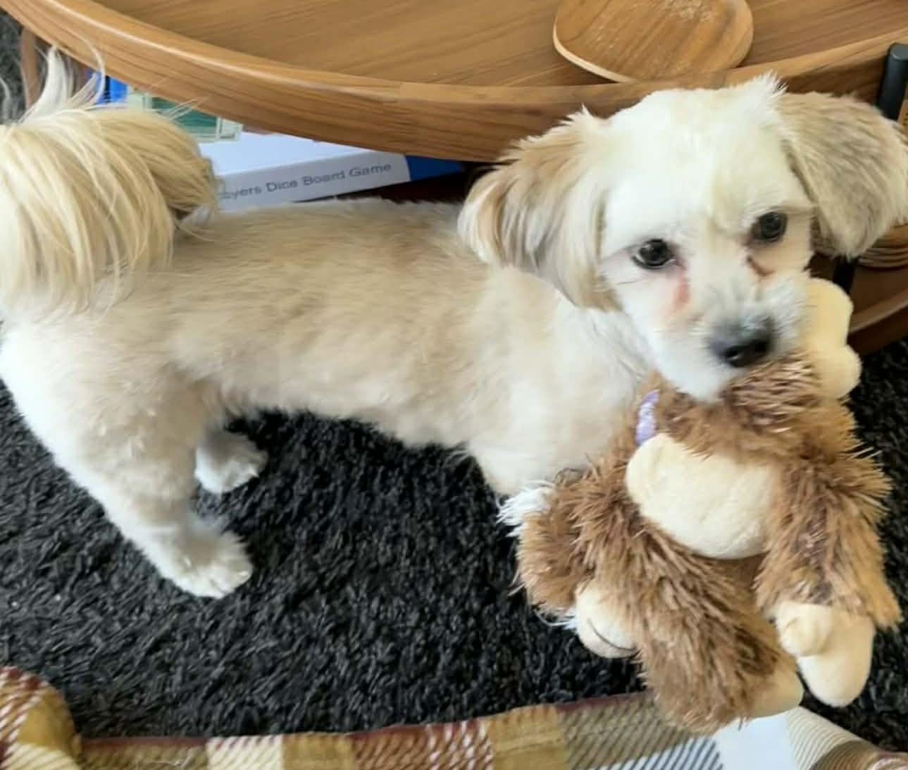 Enlarge Twinki, a ADOPTABLE mixed breed in Calgary, AB image 2/6