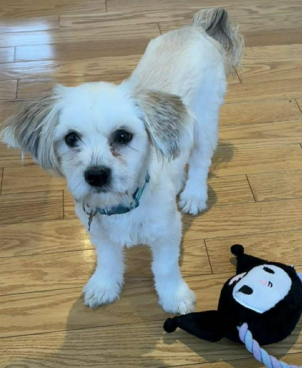 Enlarge Twinki, a ADOPTABLE mixed breed in Calgary, AB image 5/6