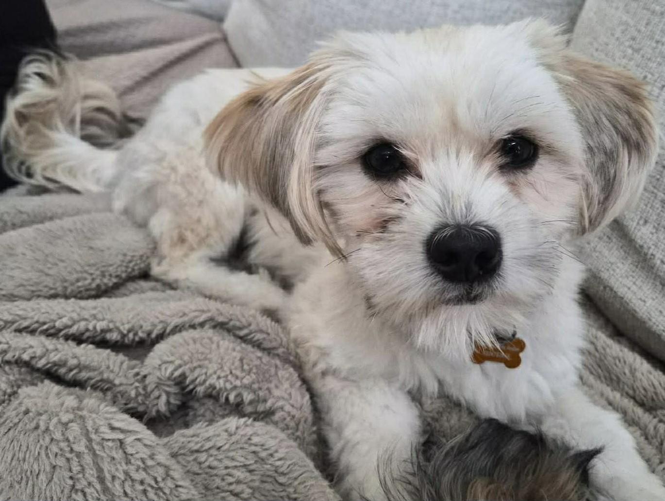 Enlarge Twinki, a ADOPTABLE mixed breed in Calgary, AB image 6/6