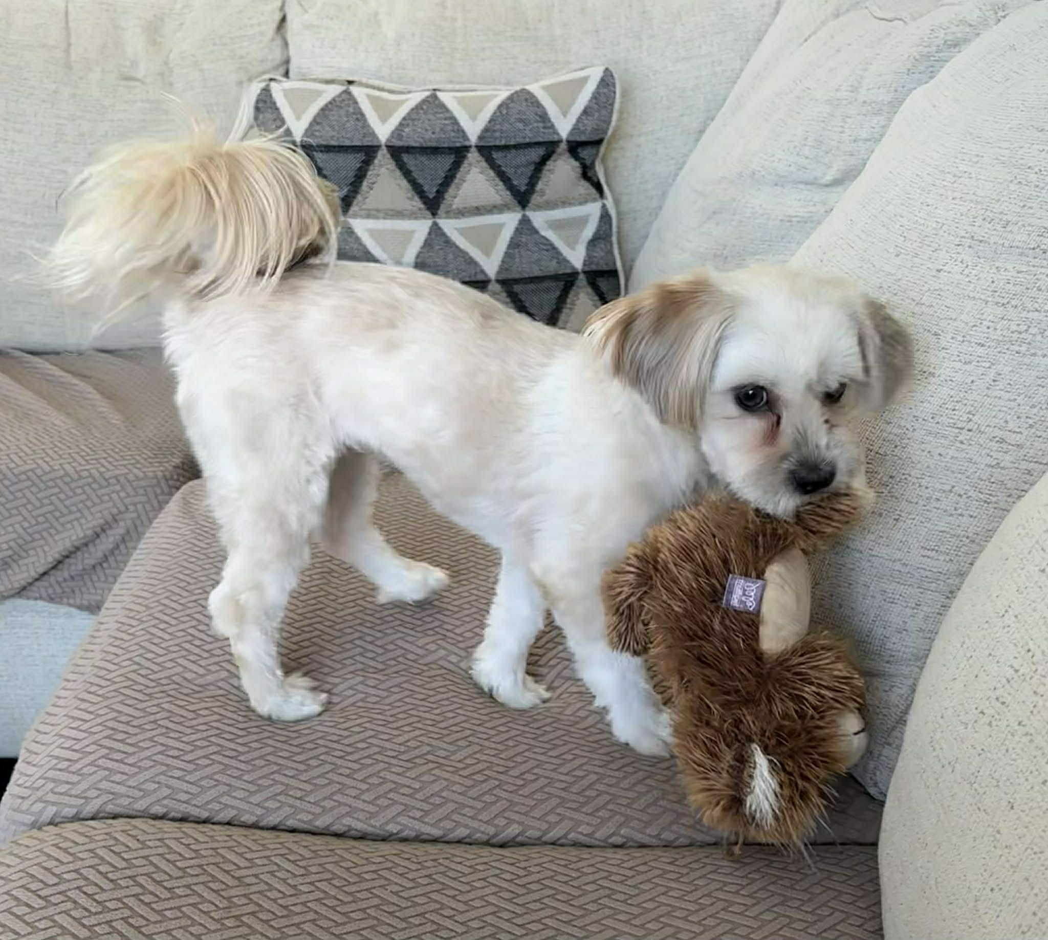 Enlarge Twinki, a ADOPTABLE mixed breed in Calgary, AB image 4/6