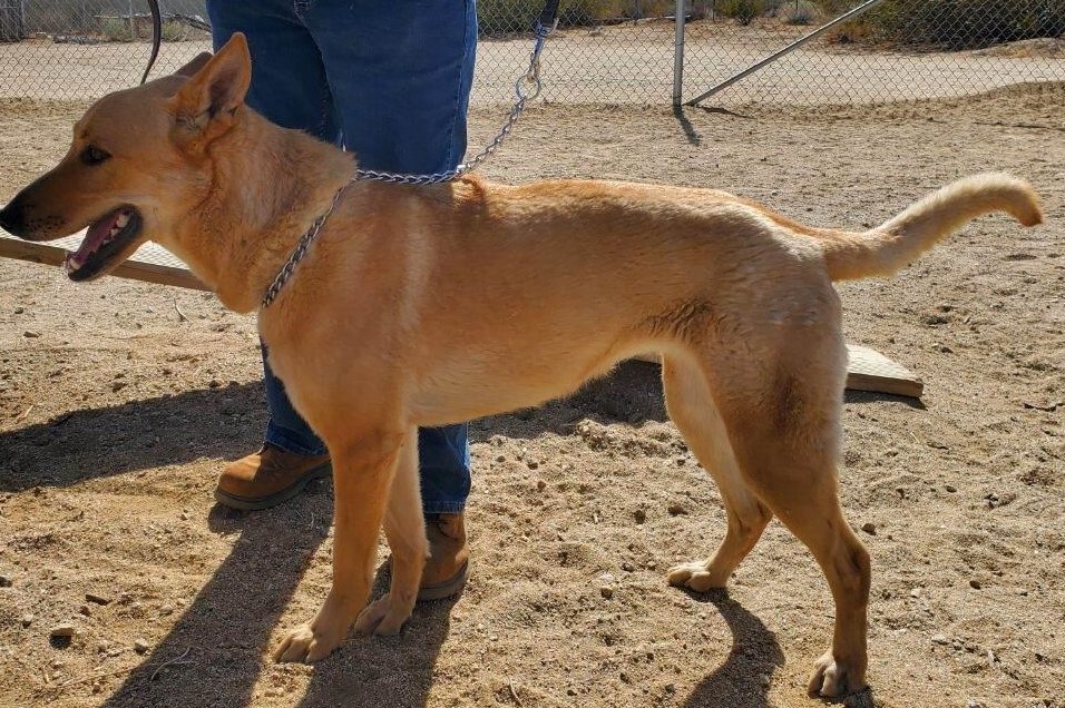 Chloe, a Adoptable mixed breed in Mojave, CA image 1/10