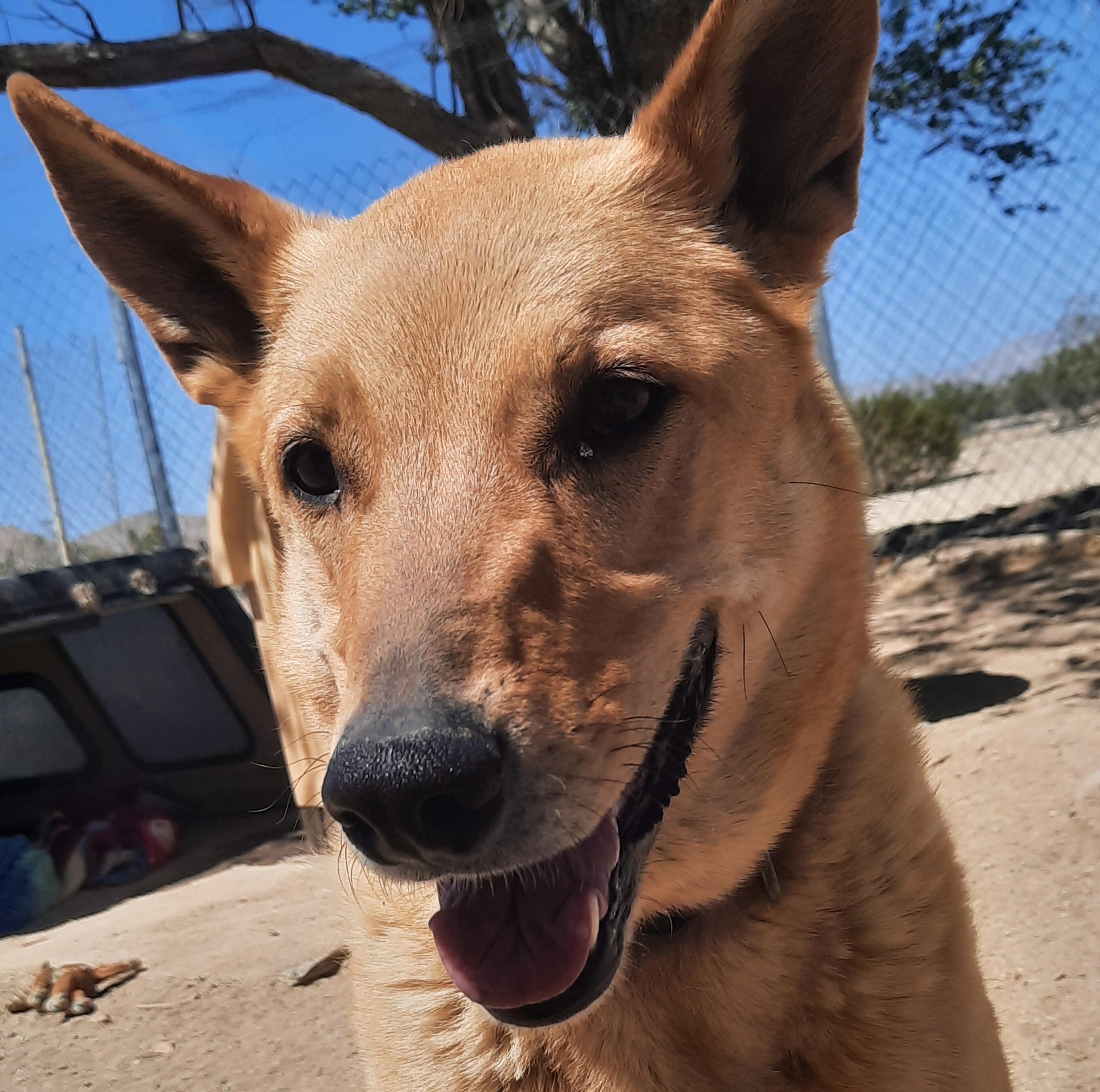 Chloe, a Adoptable mixed breed in Mojave, CA image 2/10