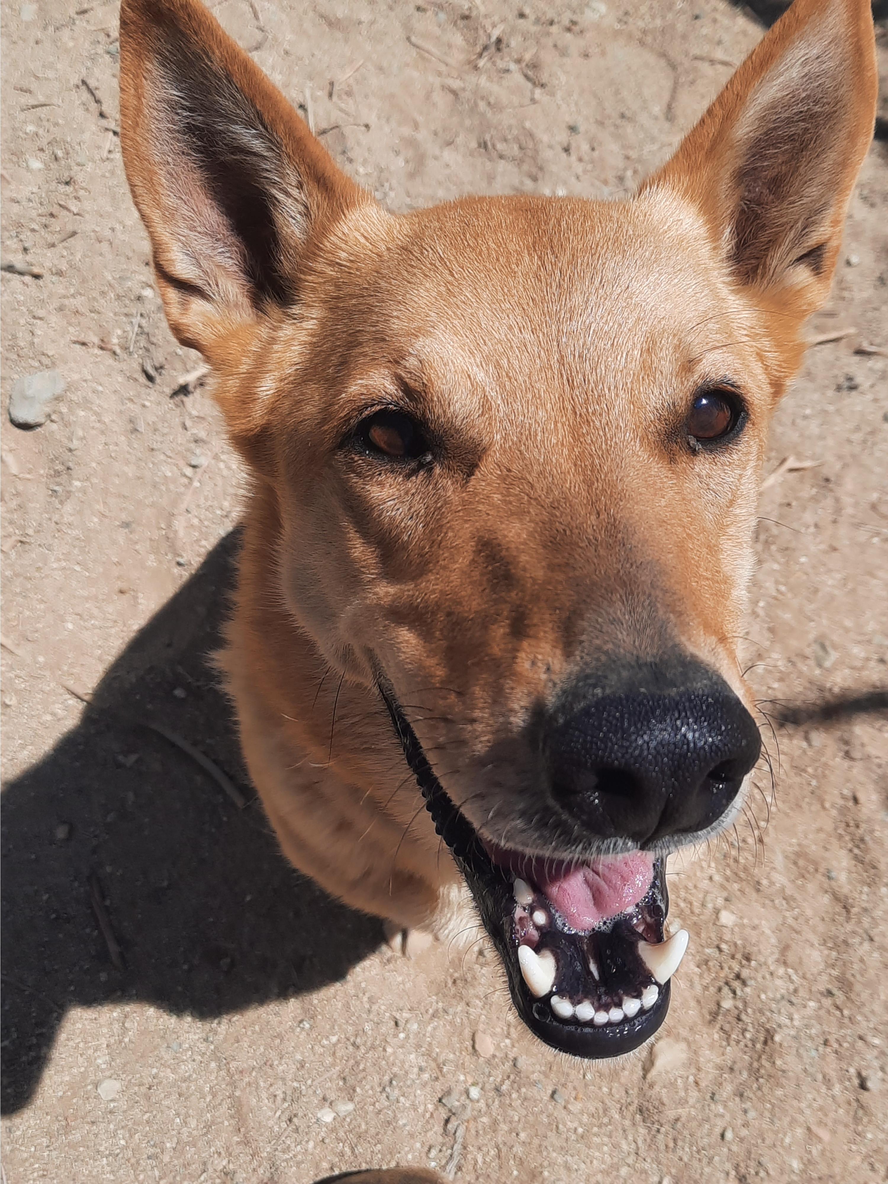 Chloe, a Adoptable mixed breed in Mojave, CA image 3/10