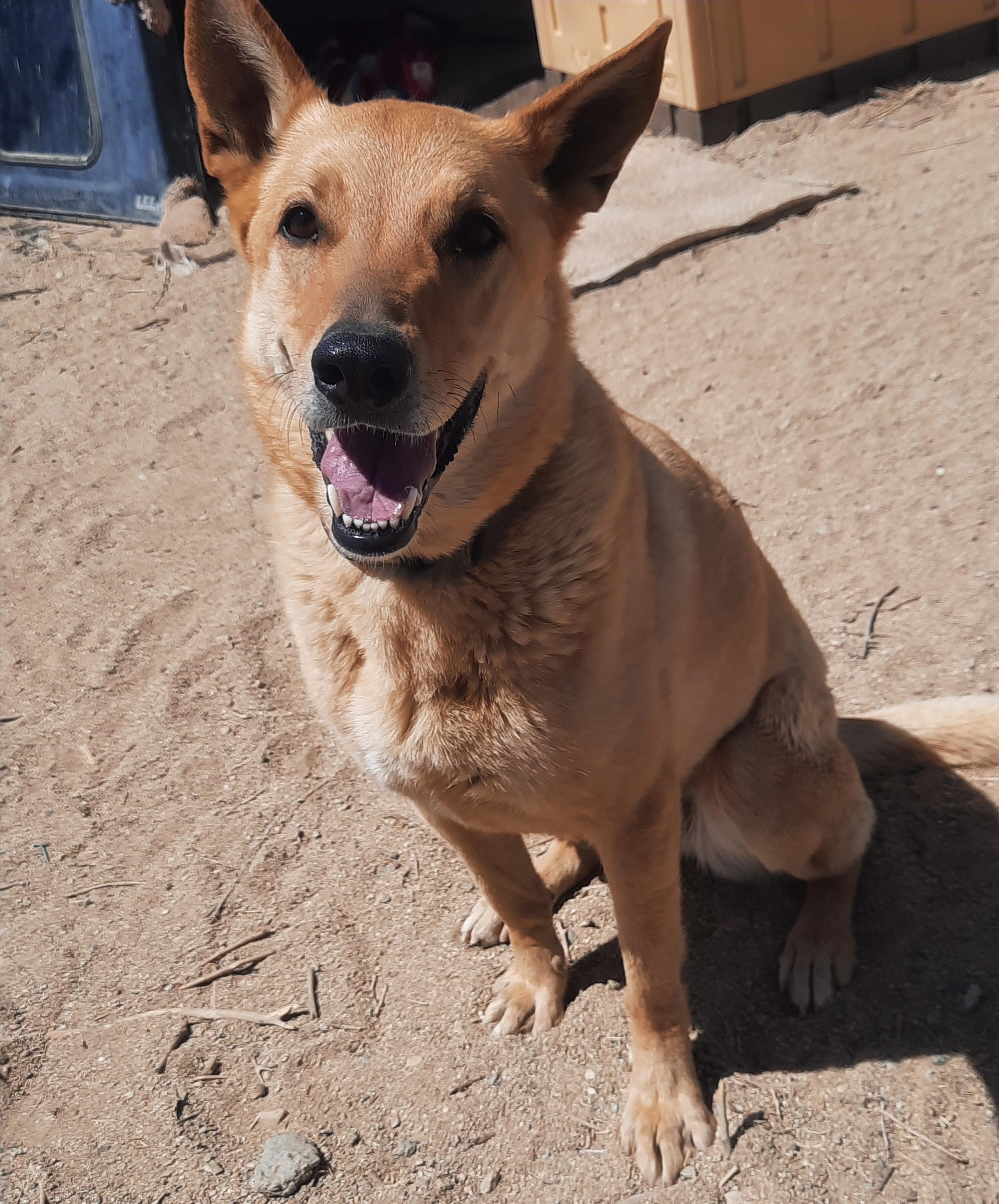 Chloe, a Adoptable mixed breed in Mojave, CA image 5/10