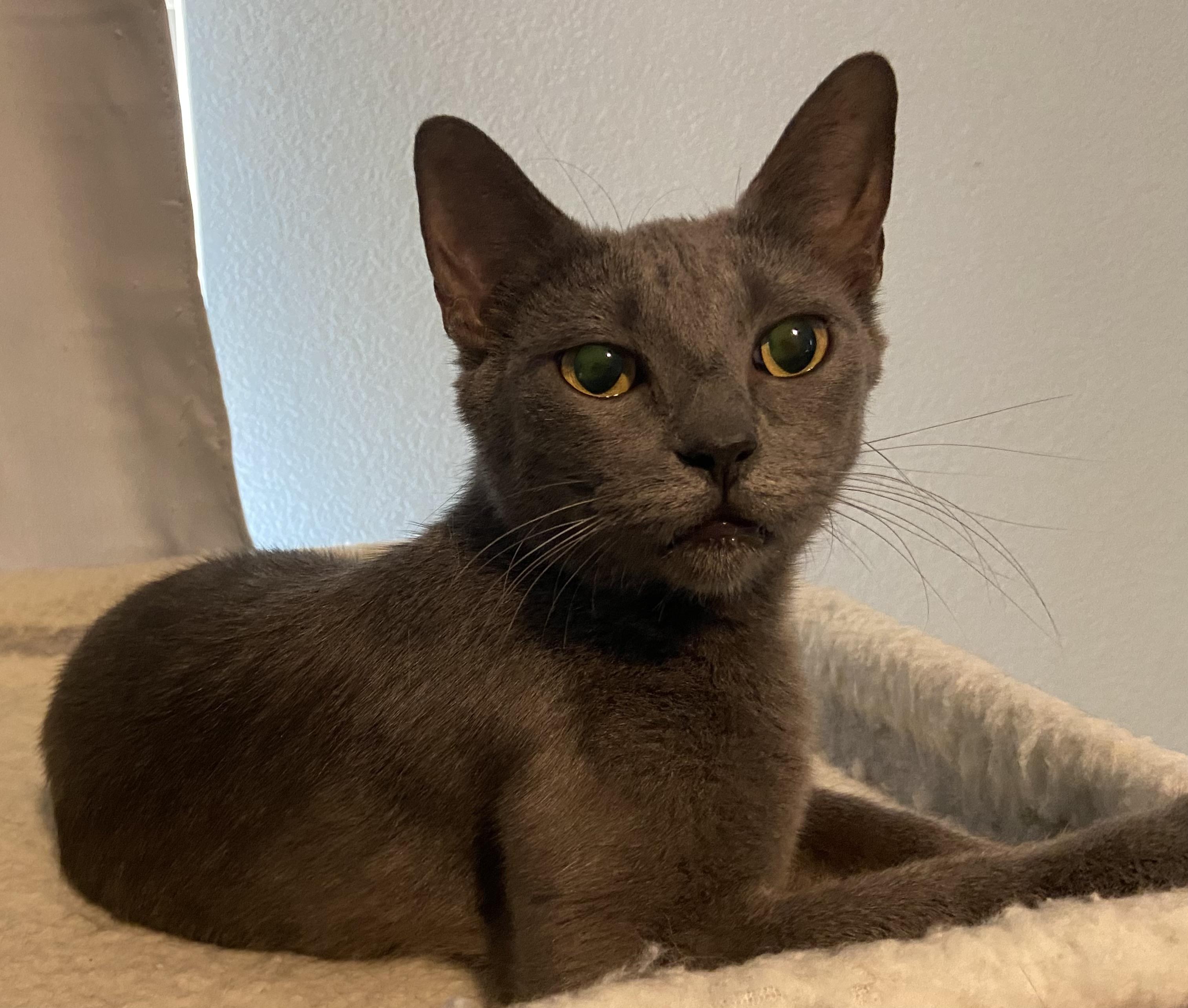 Omelet, Adult Female Domestic Short Hair