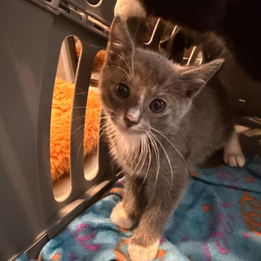 Enlarge Miltin, a Adoptable Domestic Short Hair in Missouri City, TX image 2/3