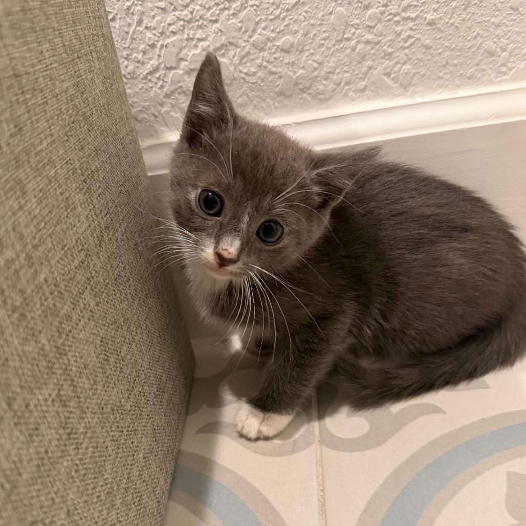 Enlarge Miltin, a Adoptable Domestic Short Hair in Missouri City, TX image 3/3