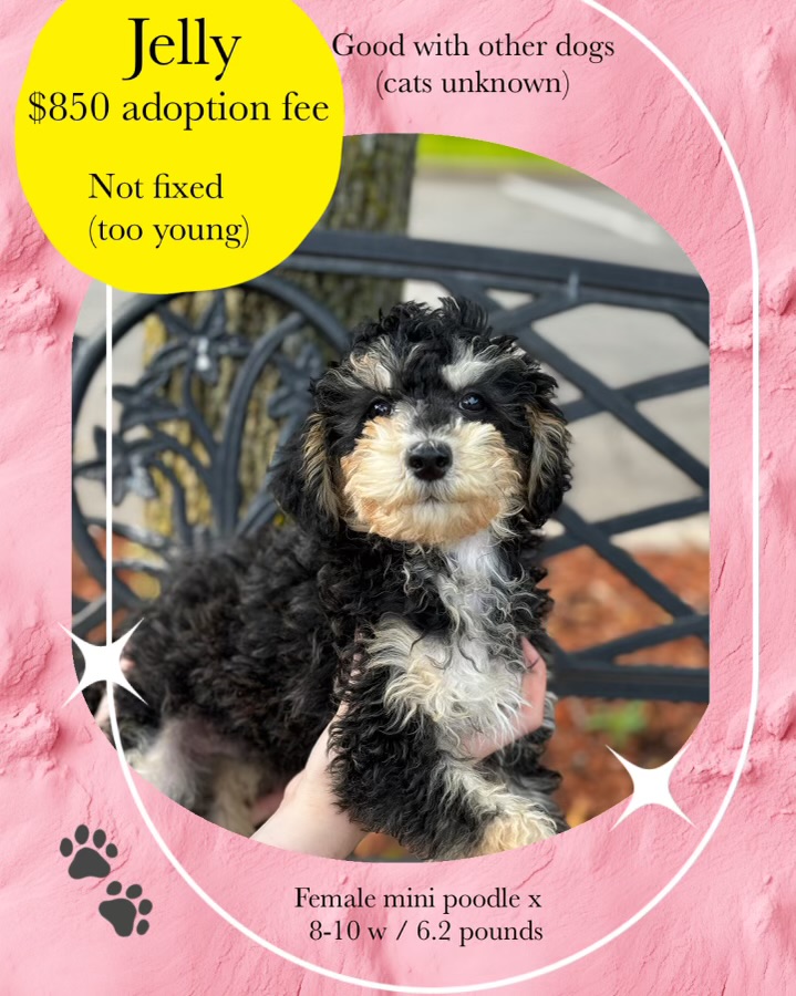 Jelly, an adopted Miniature Poodle in Manchester, CT_image-1