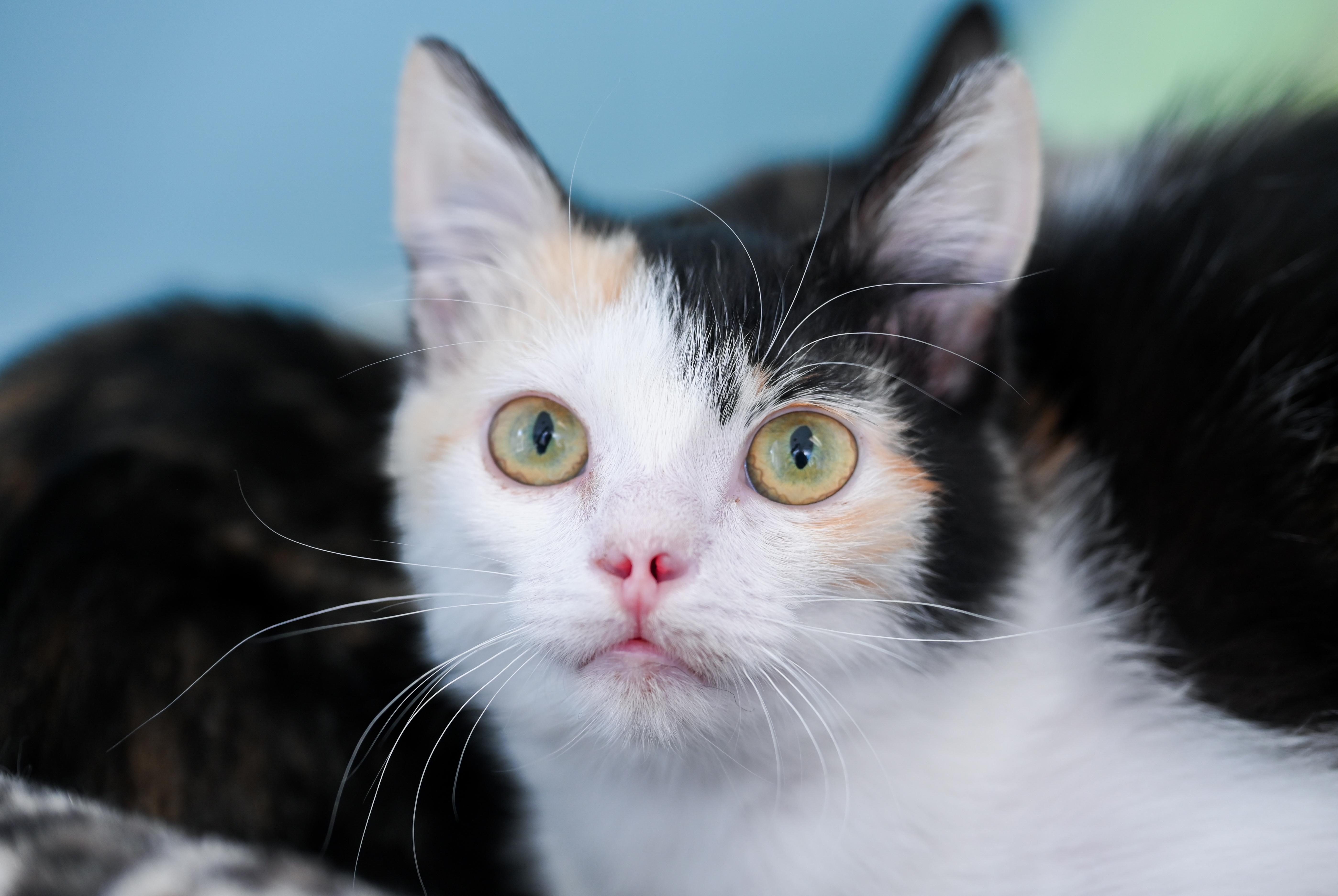 Enlarge Ditalini, a Adoptable mixed breed in Chattanooga, TN image 2/2