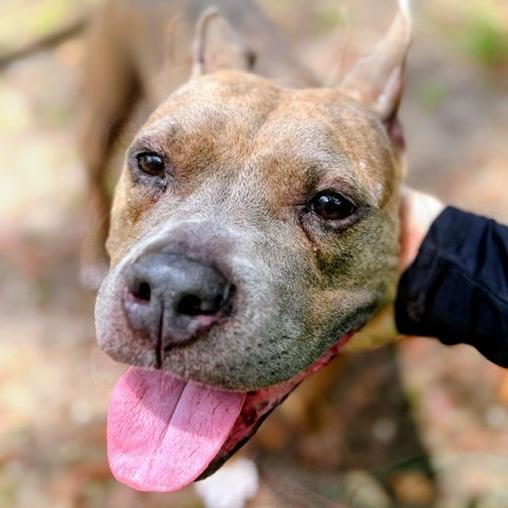 Iggy, Adoptable, Adult Female Mixed Breed.