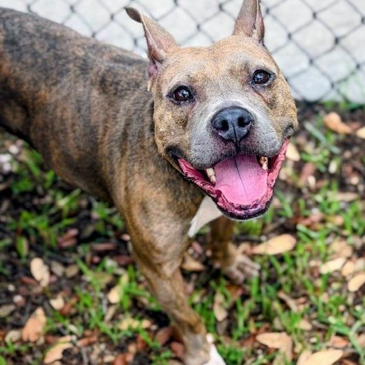 Iggy, a Adoptable Mixed Breed in Jacksonville, FL image 2/2