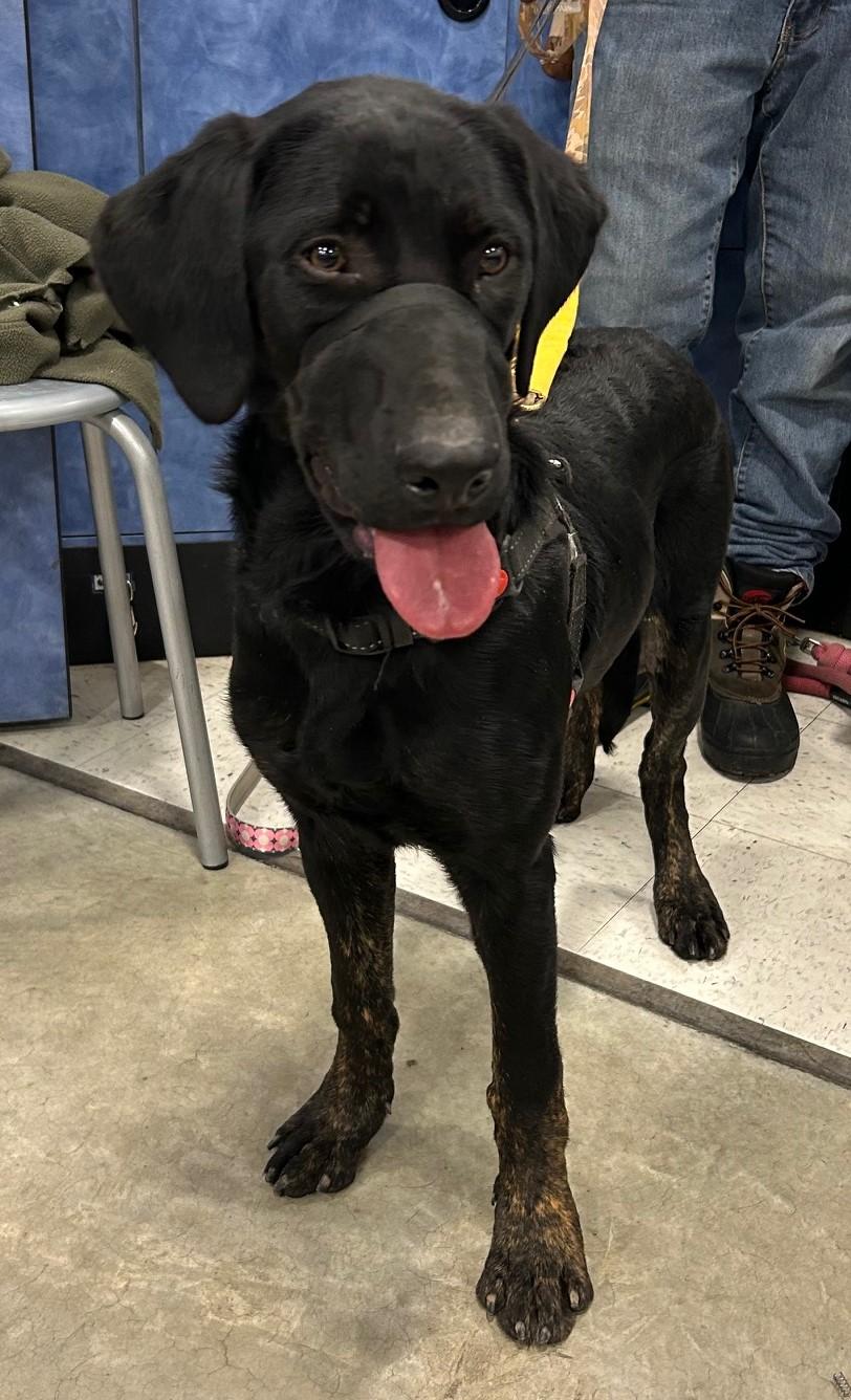 Pasha (Winston), Young Male Plott Hound