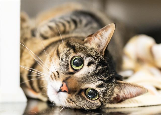 Enlarge ELLIE, a Adoptable Domestic Short Hair in Colorado Springs, CO image 1/1