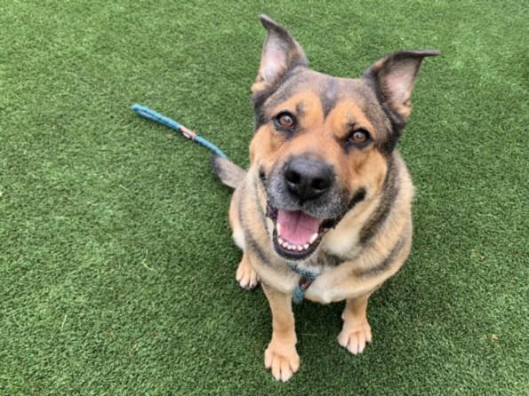 Enlarge PEGGY, a Adoptable mixed breed in Los Angeles, CA image 1/1