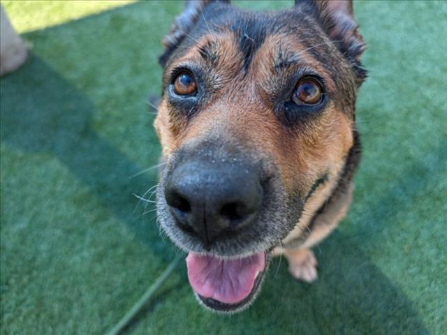 PEGGY, Adoptable, Adult Female German Shepherd Dog & Mixed Breed.