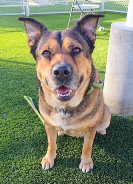 Enlarge PEGGY, a Adoptable mixed breed in Los Angeles, CA image 1/1