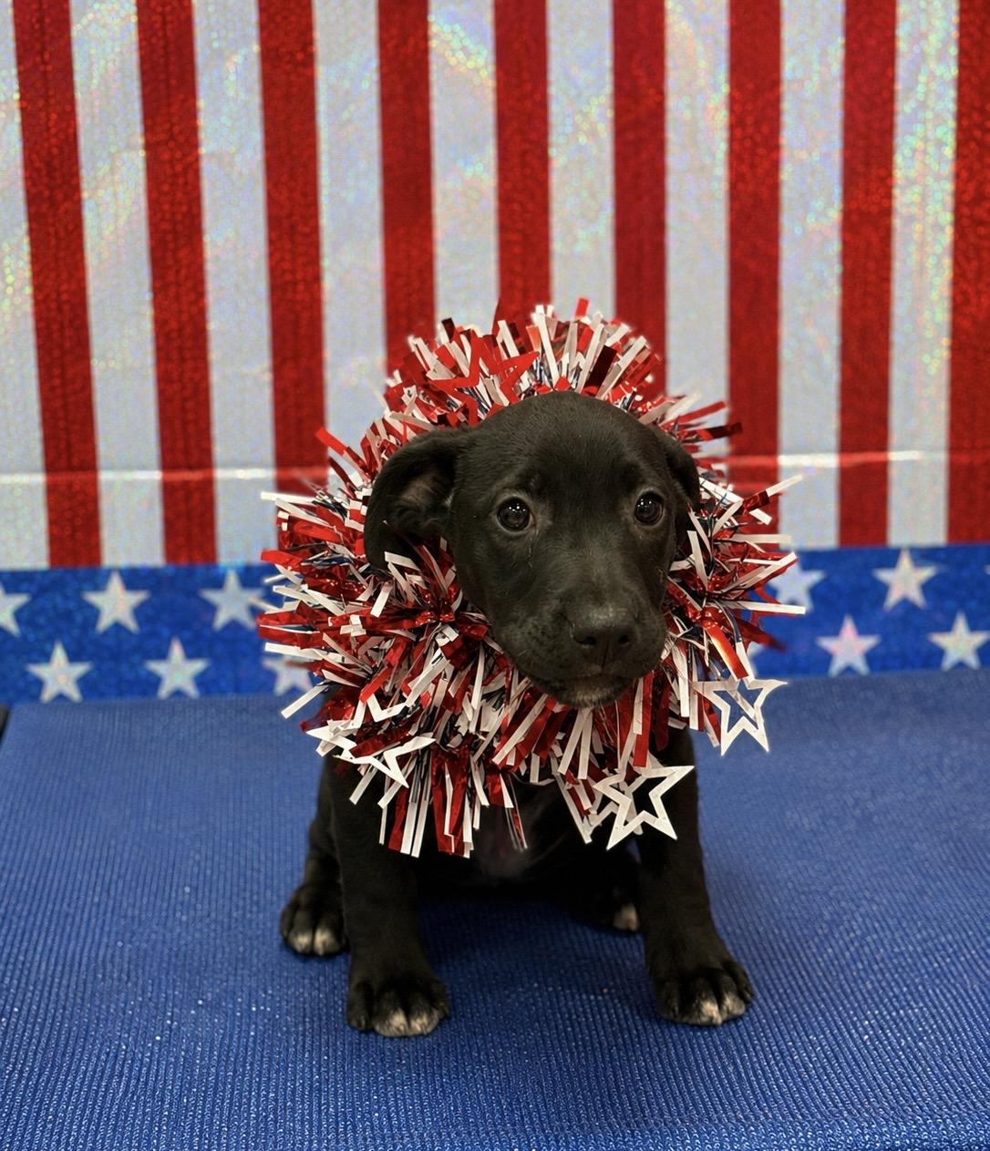 Neptune 4346A, adopted, Puppy Male Mixed Breed.
