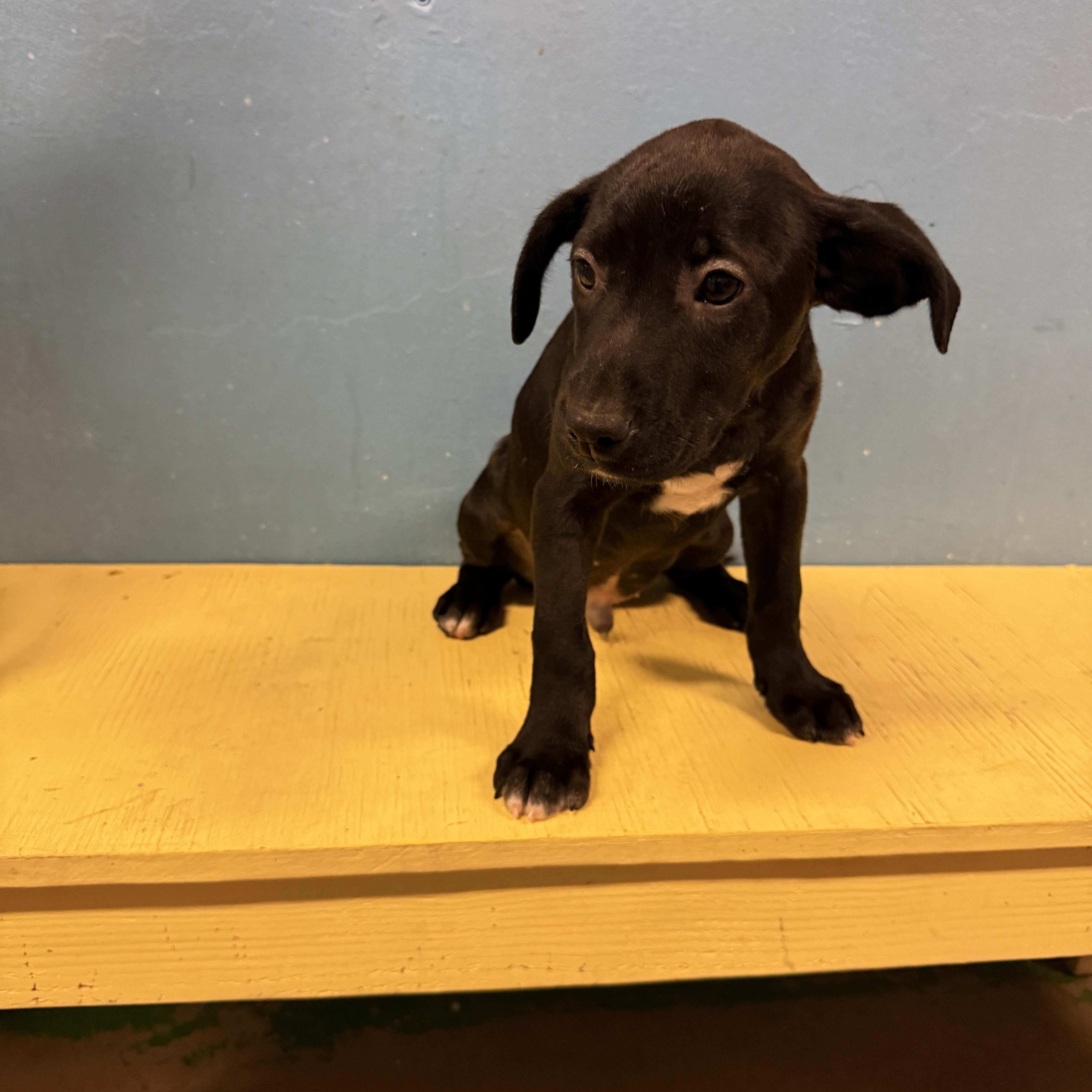 Enlarge Neptune 4346A, an adopted mixed breed in Phoenix, AZ image 3/3