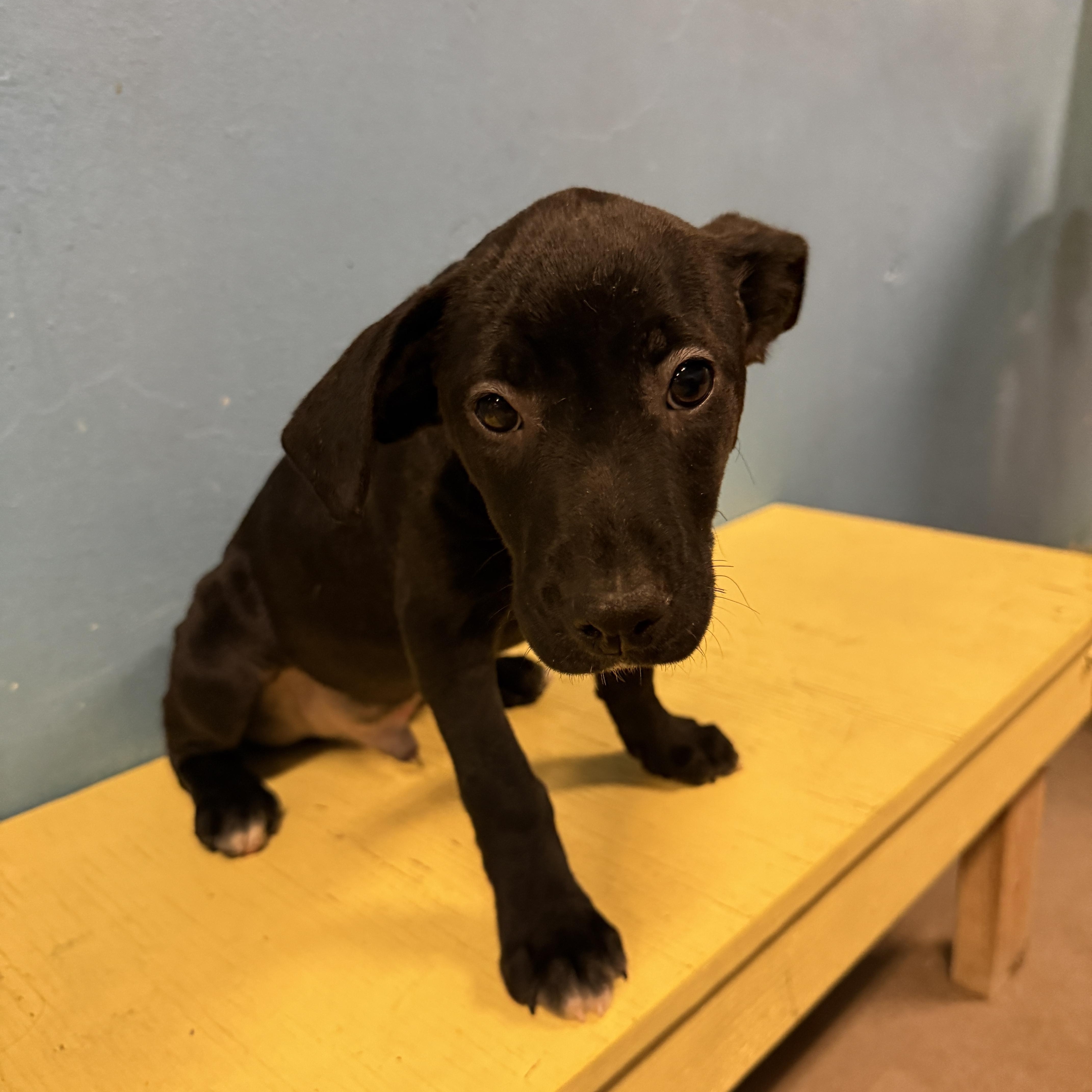 Enlarge Neptune 4346A, an adopted mixed breed in Phoenix, AZ image 2/3