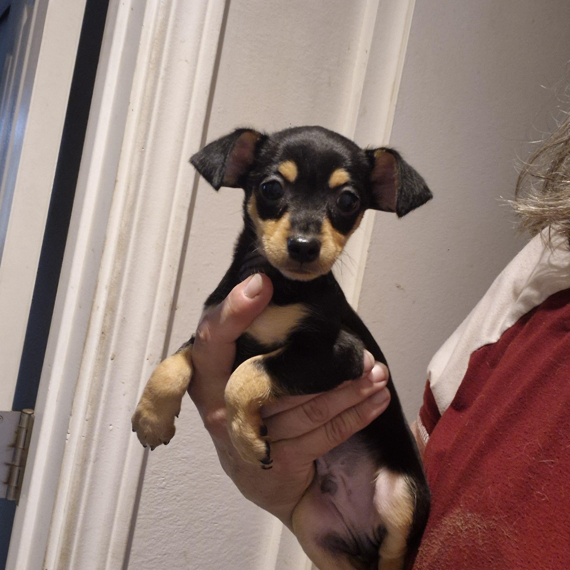 Enlarge Mork, a ADOPTABLE Chihuahua in Olympia, WA image 1/1