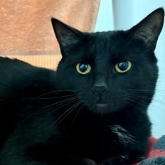 Charlie (female), an adoptable Domestic Short Hair Mix in Ithaca, NY_image-1