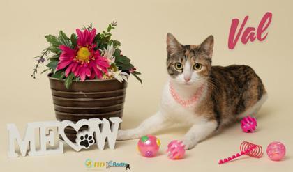 Val, Adoptable, Young Female Domestic Short Hair & Domestic Short Hair.