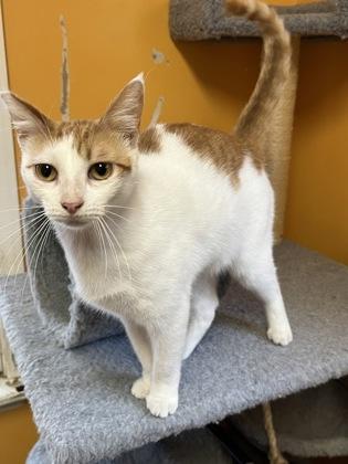 Frodo IN FOSTER, Adoptable, Kitten Female Domestic Short Hair & Domestic Short Hair.