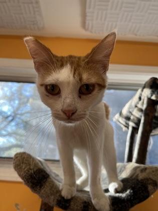 Frodo IN FOSTER, Adoptable, Kitten Female Domestic Short Hair & Domestic Short Hair.