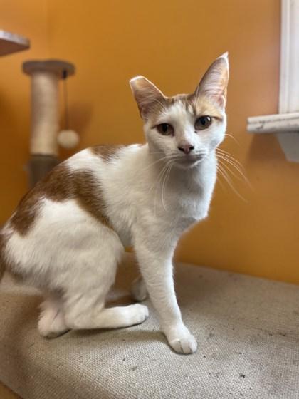 Enlarge Frodo IN FOSTER, a Adoptable Domestic Short Hair in New Orleans, LA image 3/3