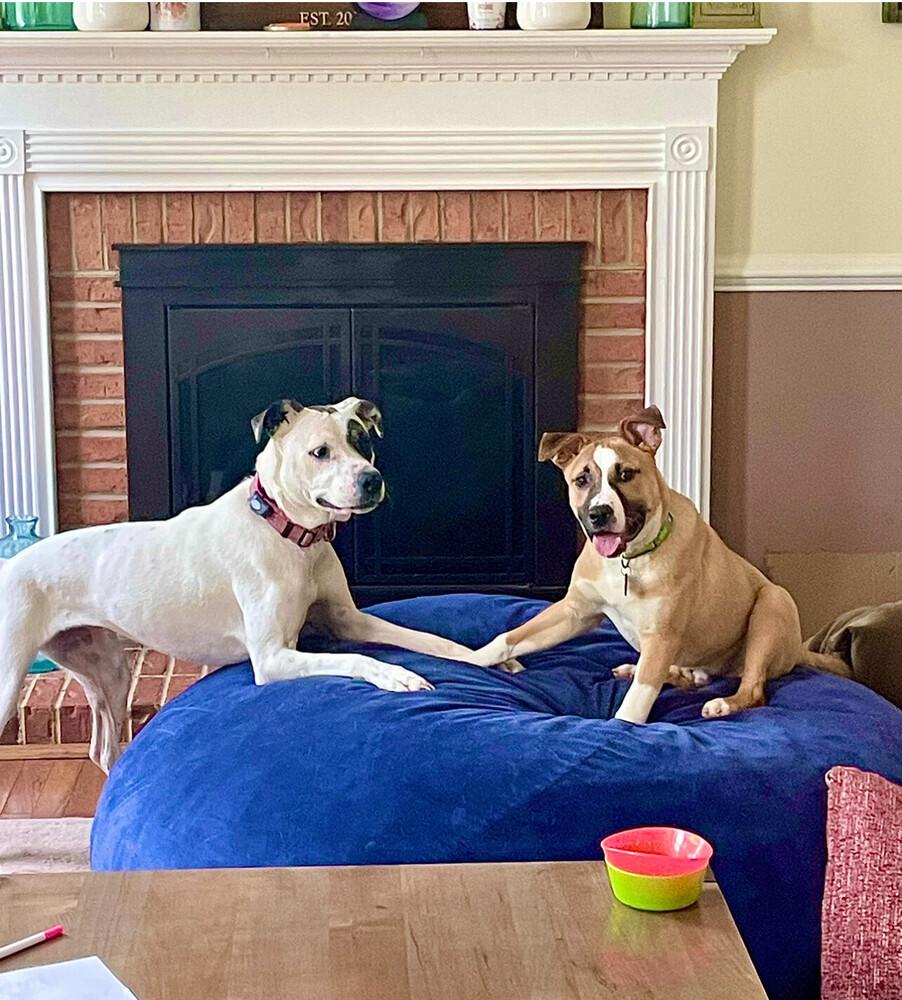 Enlarge Percy, a Adoptable mixed breed in Washington, DC image 1/6