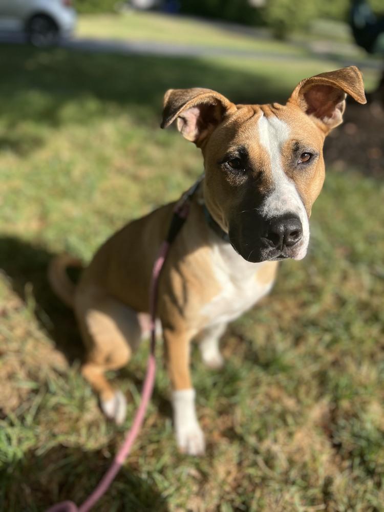 Enlarge Percy, a Adoptable mixed breed in Washington, DC image 2/6