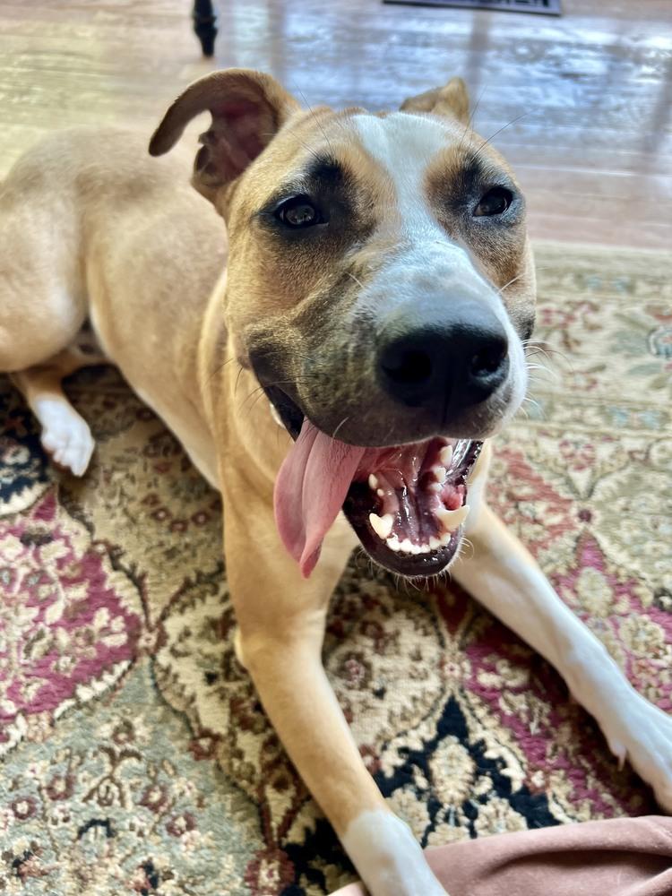 Enlarge Percy, a Adoptable mixed breed in Washington, DC image 3/6