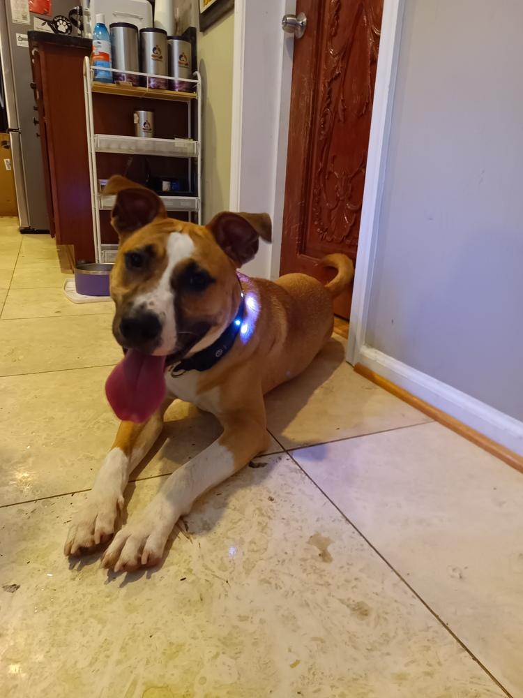 Enlarge Percy, a Adoptable mixed breed in Washington, DC image 4/6