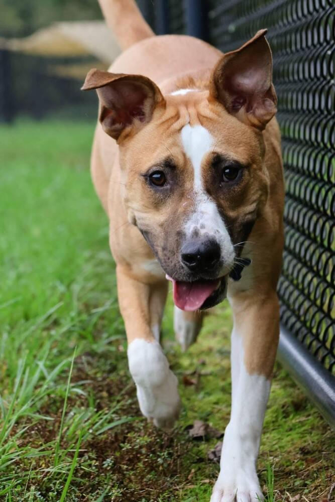 Enlarge Percy, a Adoptable mixed breed in Washington, DC image 6/6
