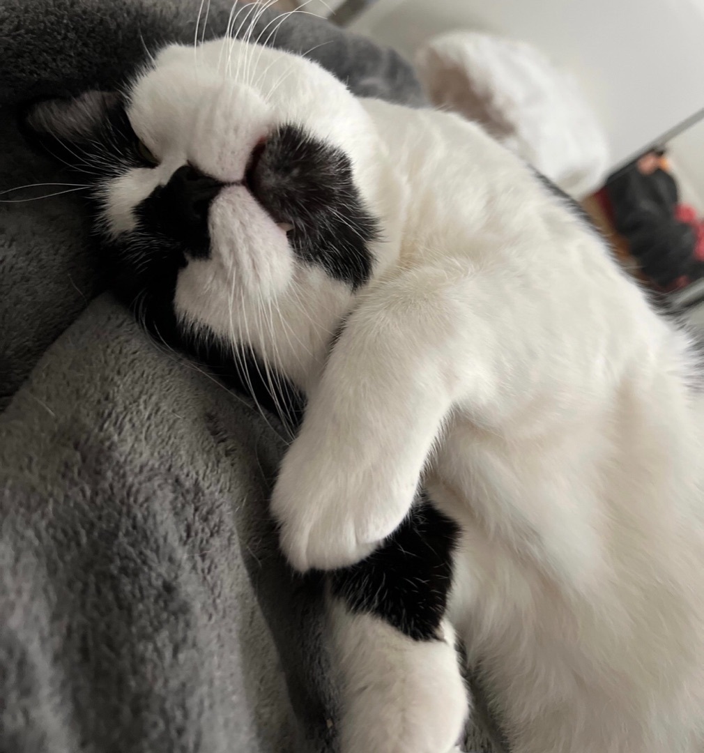 Enlarge Mou, a Adoptable Domestic Short Hair in Los Angeles, CA image 1/10