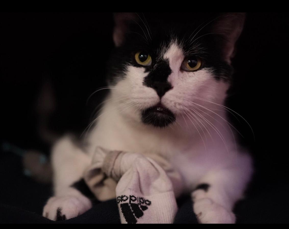 Enlarge Mou, a Adoptable Domestic Short Hair in Los Angeles, CA image 2/10