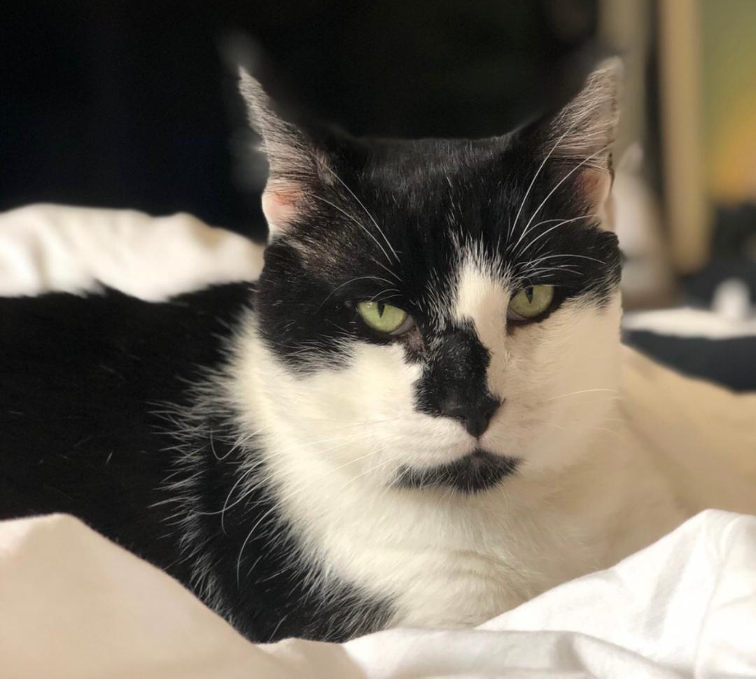 Enlarge Mou, a Adoptable Domestic Short Hair in Los Angeles, CA image 3/10