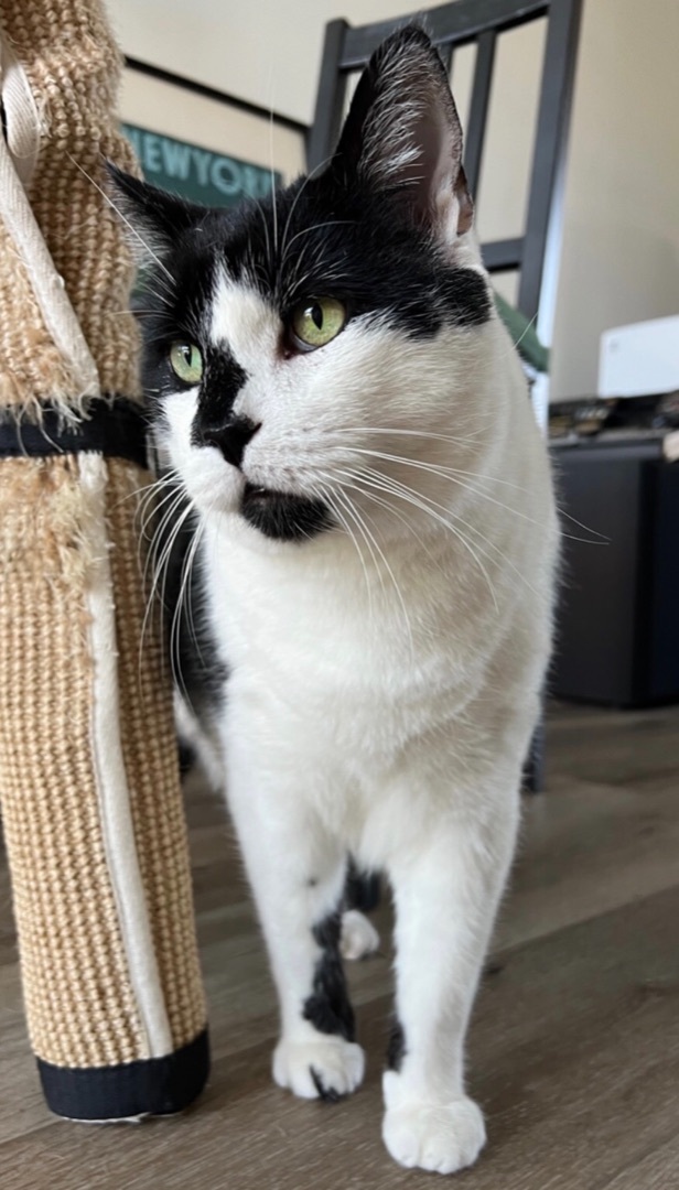 Enlarge Mou, a Adoptable Domestic Short Hair in Los Angeles, CA image 4/10