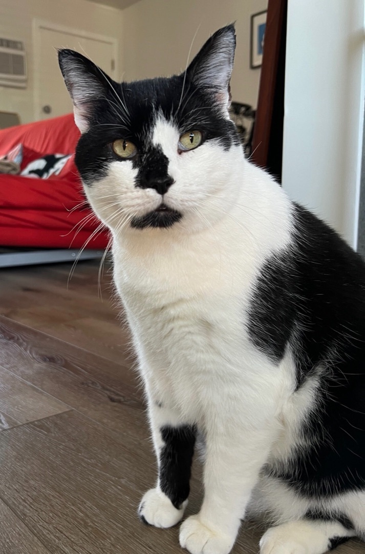 Enlarge Mou, a Adoptable Domestic Short Hair in Los Angeles, CA image 5/10