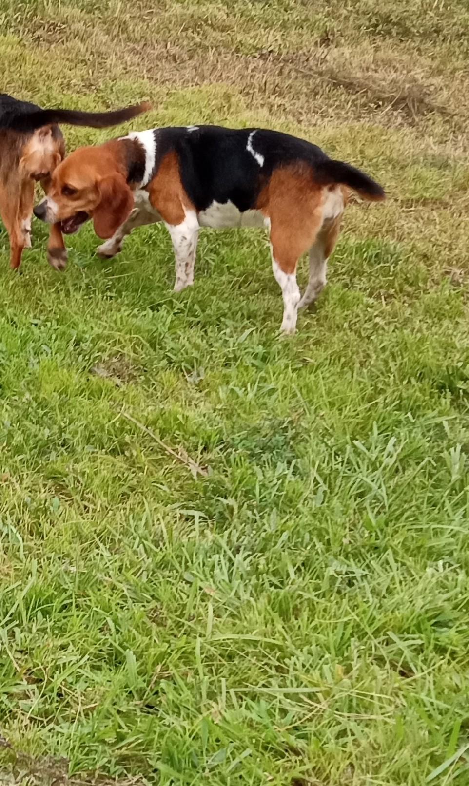 Gretchen, Adopted, Young Female Beagle.