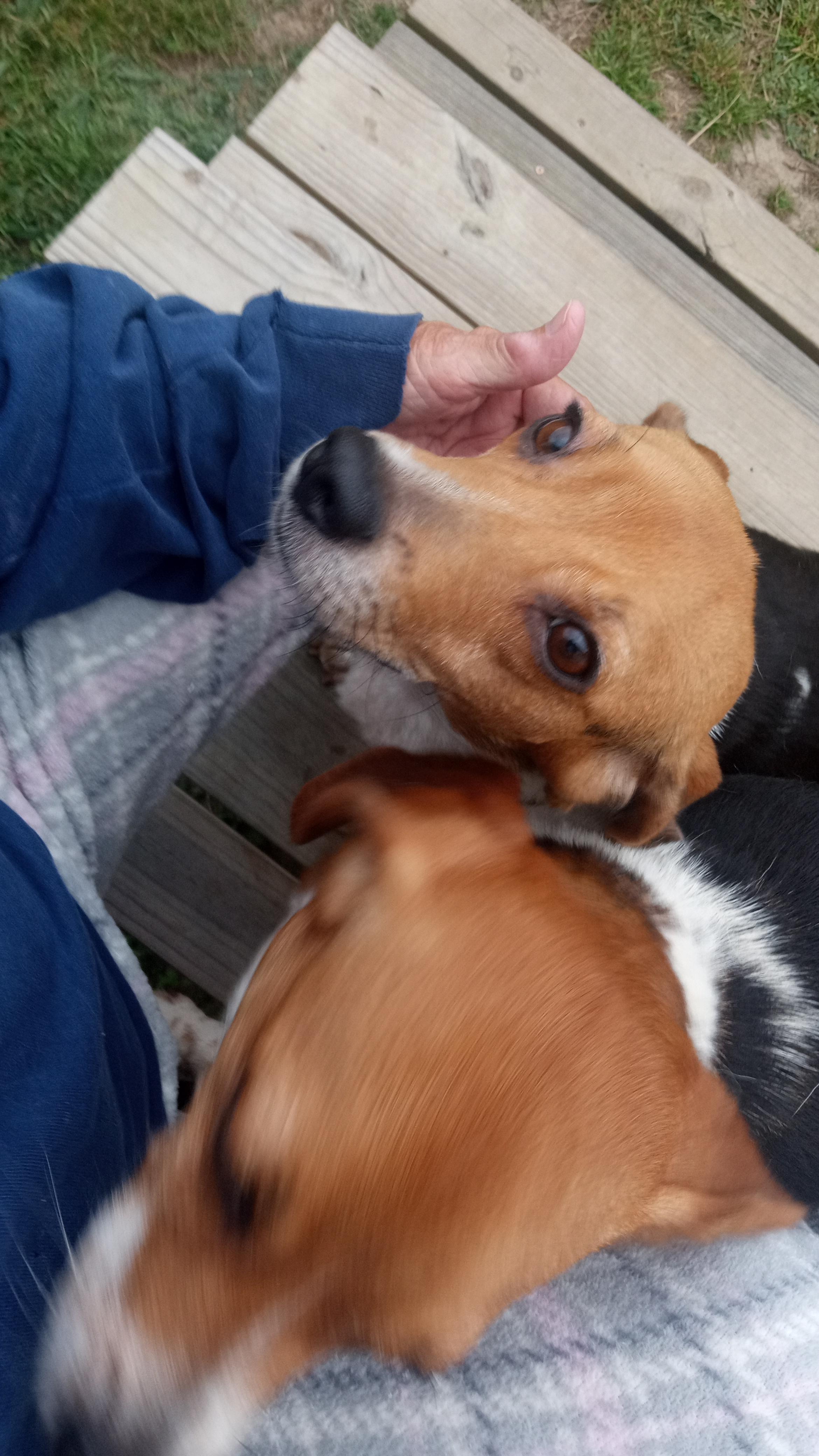 Enlarge Gretchen, a Adopted Beagle in Macclesfield, NC image 2/2