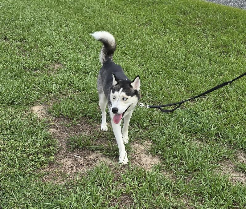 Enlarge Koda, a Adoptable mixed breed in Tavares, FL image 3/4