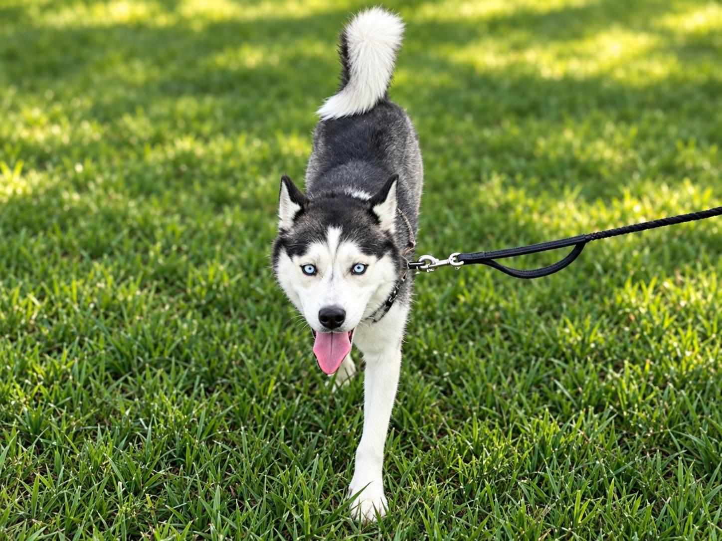 Koda, Adoptable, Young Male Alaskan Malamute.