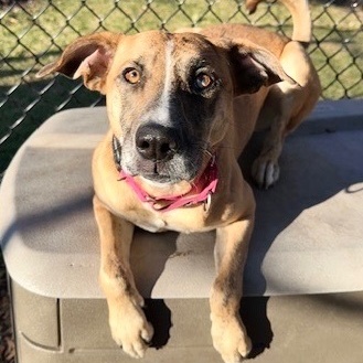 Leia** in foster, available by appt photo 4